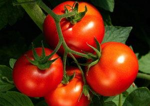 Tomatoes - Gourmet 500g