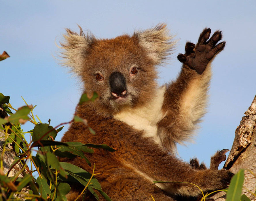 Conservation Ecology Centre Cape Otway