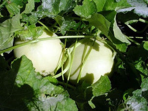 organic-honeydew-melon