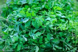 organic-coriander