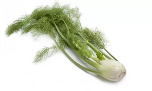 Fresh Herbs - Fennel Bulb