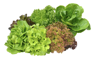 Organic Lettuce - Best of the day