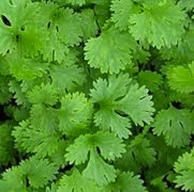 organic-coriander