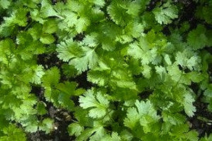 organic-coriander