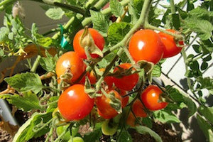 Tomatoes - Cherry 250g punnet